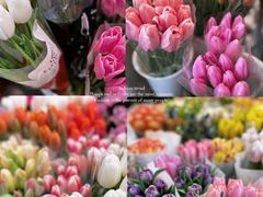 -双季花艺园艺市场(浦东店)