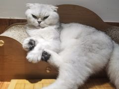 -有猫主题·治愈系猫咖(曾厝垵店)