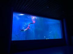 -乌鲁木齐海洋馆