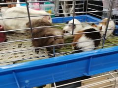 -钓仓鼠(洋桥北里小区店)