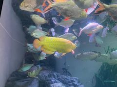 -上海海洋水族馆