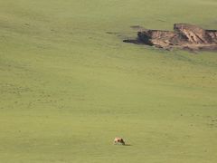 -贡格尔草原