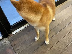 -啡语