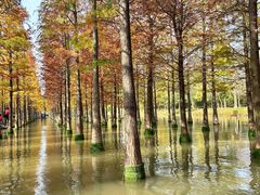 -泗洪洪泽湖湿地景区