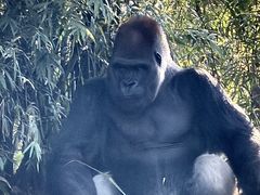 -奥兰多迪士尼动物王国乐园