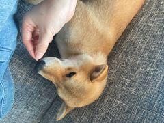 -南京Hallo宠物乐园·哈罗犬舍·柴犬繁育基地