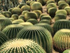 -南山植物园