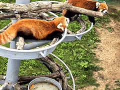 -西霞口神雕山野生动物世界