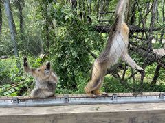 -哈尔滨北方森林动物园