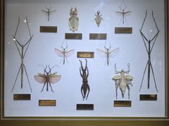 -上海昆虫博物馆