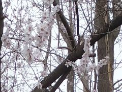 -金龙寺国家森林公园