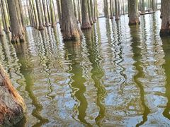 -渌洋湖湿地公园