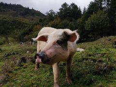 -硗碛藏寨·神木垒景区