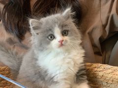 -屋虎猫馆(宝安大仟里店)