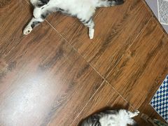-芭比堂动物医院广州顽皮分院