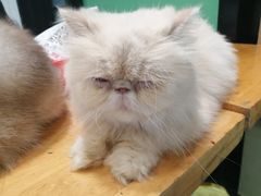 -猫色咖啡·猫咖