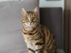 -飞行喵MR PILOT|猫舍·猫咖(静安大融城店)