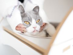 -Catmate·猫肥家润(金润铂宫店)