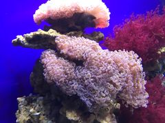 -江和美海洋公园