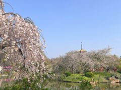 -东湖磨山景区樱花园-停车场