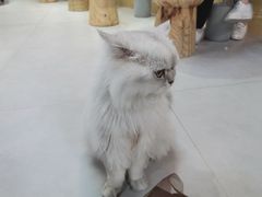 -Heymao猫咖.咖啡厅(东门店)