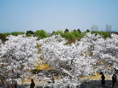 -天王浮山樱花园