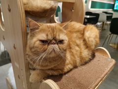-飞行喵MR PILOT|猫舍·猫咖(静安大融城店)