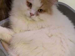 -平行世界·猫咖(首经贸店)