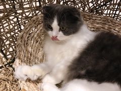 -飞行喵MR PILOT|猫舍·猫咖(静安大融城店)