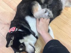 -是阿柴呀！柴犬咖啡·爱喵喵猫咖