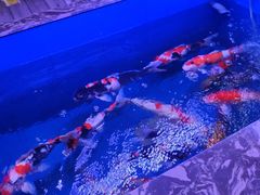 -中环花鸟鱼虫市场