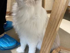 -藏猫猫咖啡主题馆(中央大道店)