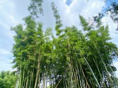 -黄埔油麻山森林公园