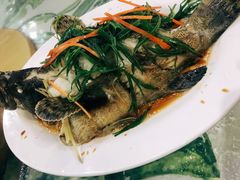 清蒸龙胆石斑鱼-四姑娘川味海鲜(八爪鱼店)