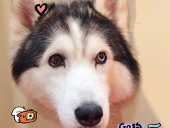 -和它·交个朋友·狗咖猫咖(爱琴海店)