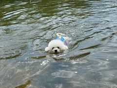 -翊宠yipet猫狗购宠庄园犬舍•猫舍