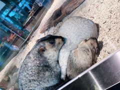 -昆明大悦城未来动物城(螺蛳湾中心店)