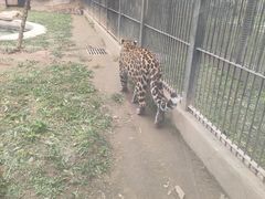 -石家庄市动物园