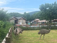 -苏州太湖西山岛开心农场