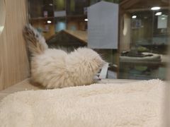 -屋虎猫馆(宝安大仟里店)