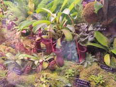 -中国科学院西双版纳热带植物园