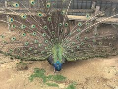 -西霞口神雕山野生动物世界