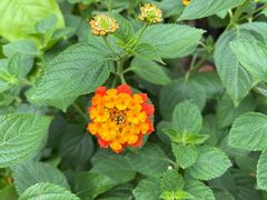 -金陵花卉交易市场