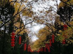 -大槐树寻根祭祖园
