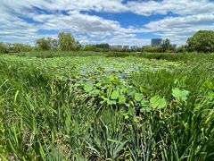 -大兴滨河森林公园