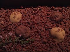 -文华扒房及酒吧(香港文华东方酒店)