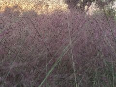 -桂溪生态公园