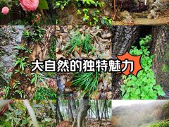 -十里琅珰