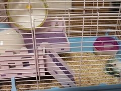 -钓仓鼠(洋桥北里小区店)