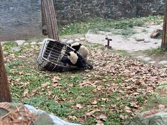 -都江堰中华大熊猫苑